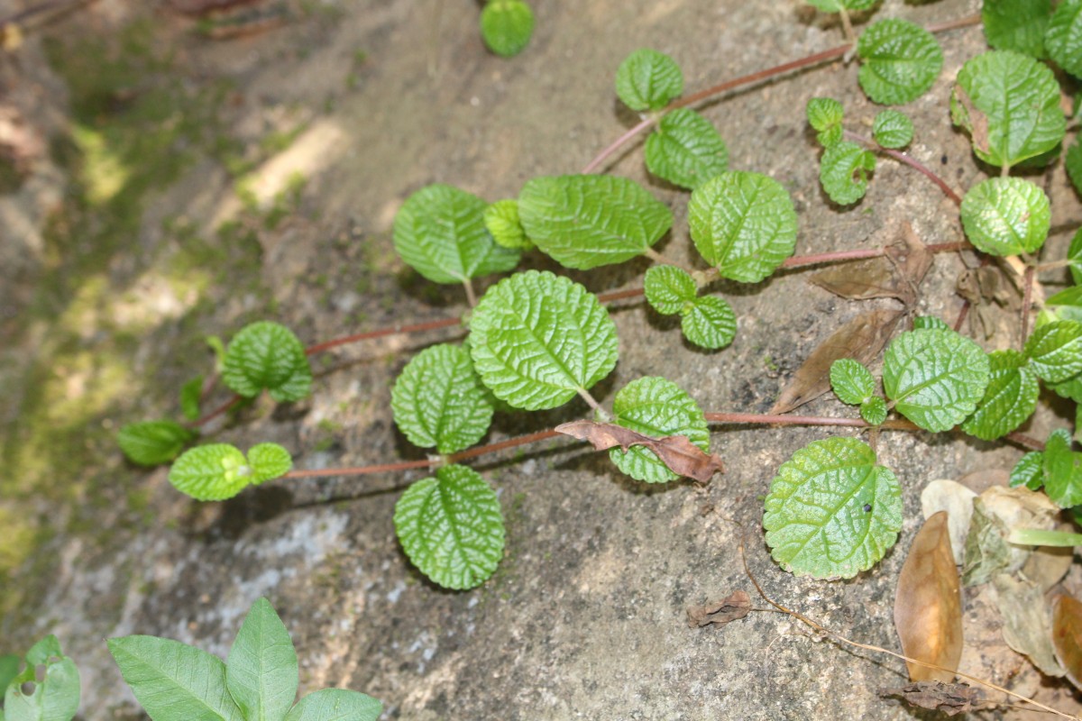 Pilea nummulariifolia (Sw.) Wedd.